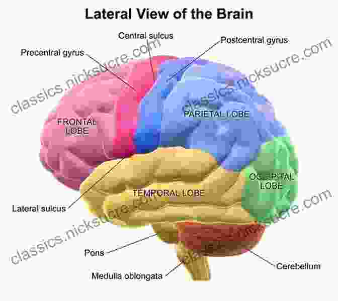 Anatomical Structure And Location Of The Occipital Lobe In The Human Brain Defining Autism: A Guide To Brain Biology And Behavior