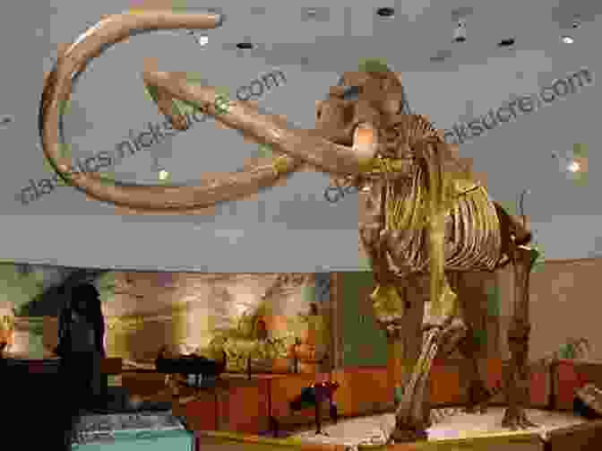Skeleton Of The Mammoth Of Merlin, A Remarkably Well Preserved Columbian Mammoth Discovered In Somerset, England The Mammoth Of Merlin (Mammoth 178)